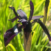 Iris chrysographes pure black